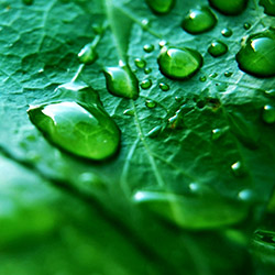 water_on_leaf.jpg