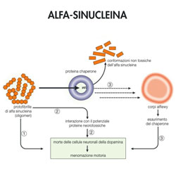 Interazione tra alfa-sinucleina e microtubuli nella neurodegenerazione