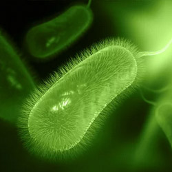 helicobacter-pylori