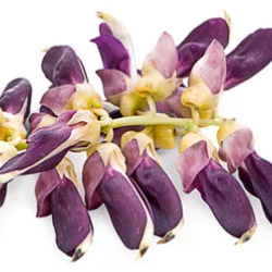 mucuna pruriens