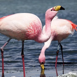 pink1