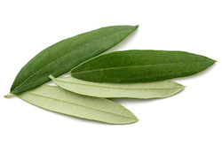 foglie di olivo