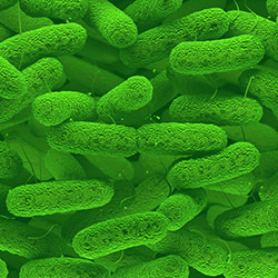 microbiota