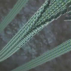 microtubuli4