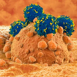 anticorpo monoclonale