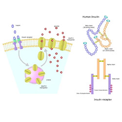 resistenza insulinica