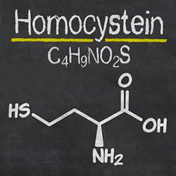 omocisteina