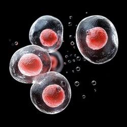 cellule staminali cellule staminali